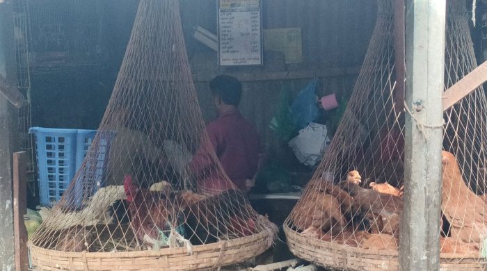 chicken 20251031104707