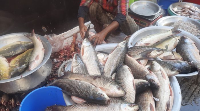 fish market 20251212111936