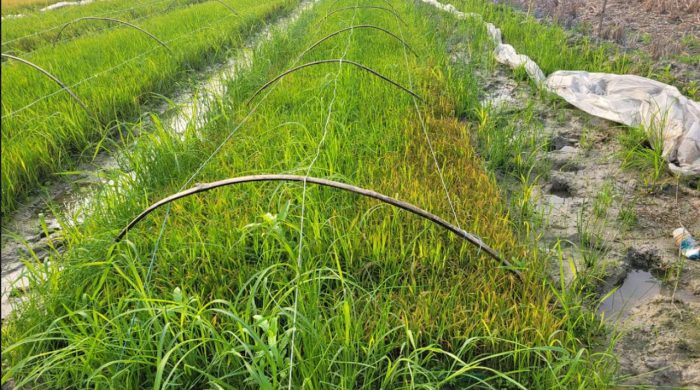 paddy2 20240121124517