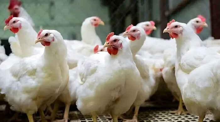 murgi 20250329172900 20260130103226