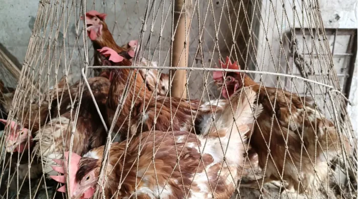 chicken 20260424095612