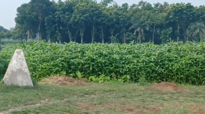 cuyadangoa seemant 1781408905