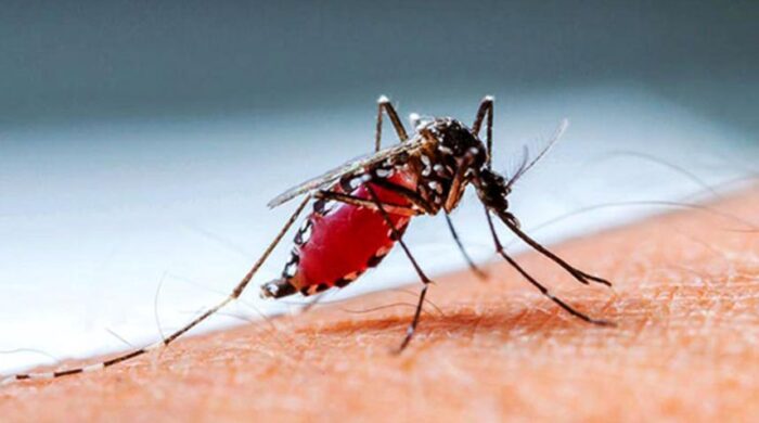 dengue