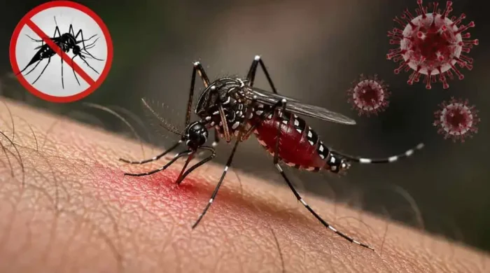 dengue 20260926163503