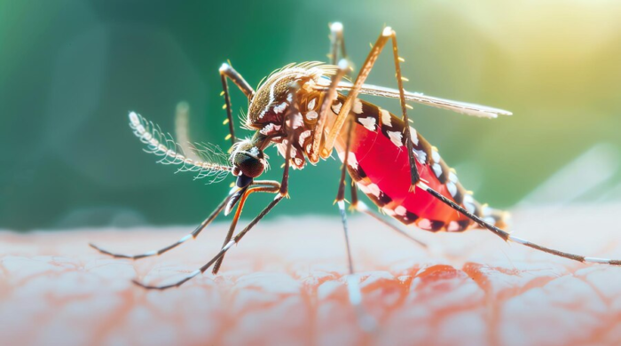 dengue